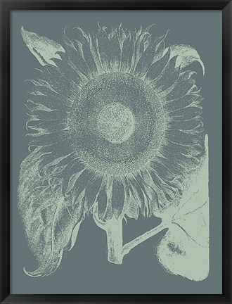 Framed Sunflower 7 Print