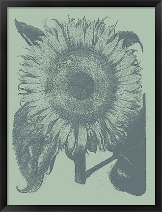 Framed Sunflower 8 Print