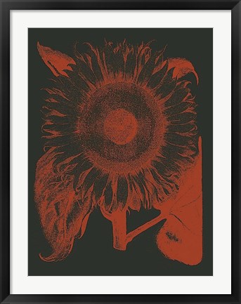 Framed Sunflower 10 Print