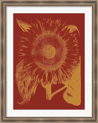 Framed Sunflower 16 Print