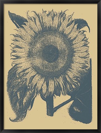 Framed Sunflower 1 Print