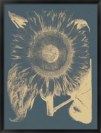 Framed Sunflower 2 Print