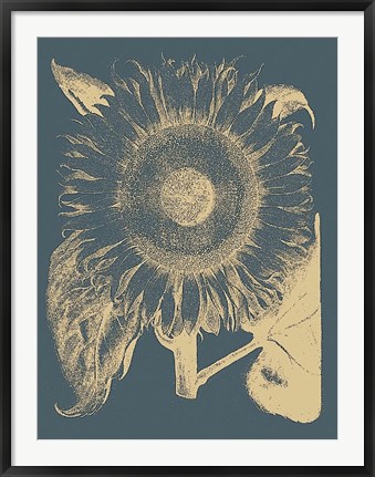 Framed Sunflower 2 Print