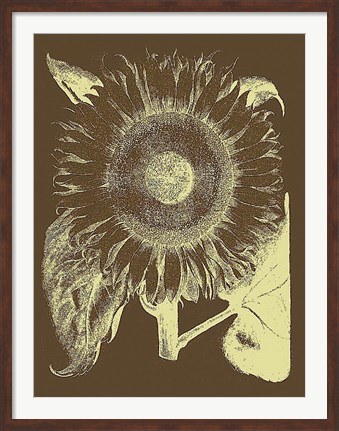 Framed Sunflower 3 Print