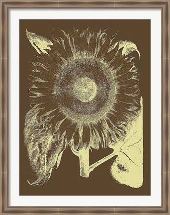 Framed Sunflower 3 Print