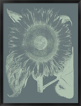 Framed Sunflower 7 Print