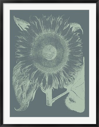 Framed Sunflower 7 Print