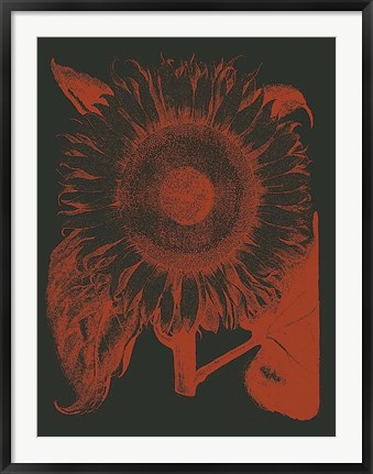 Framed Sunflower 10 Print