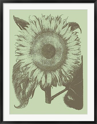 Framed Sunflower 11 Print