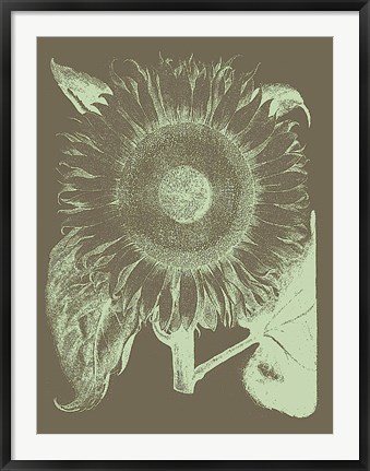 Framed Sunflower 12 Print