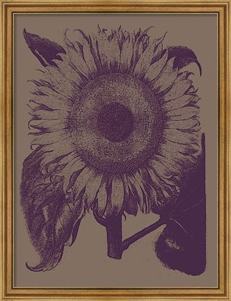Framed Sunflower 14 Print