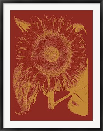 Framed Sunflower 16 Print