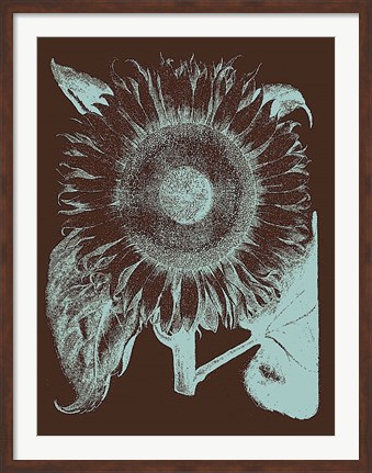 Framed Sunflower 17 Print