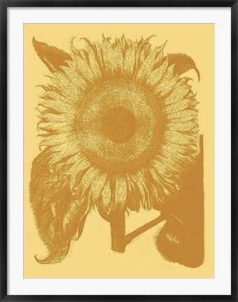 Framed Sunflower 19 Print