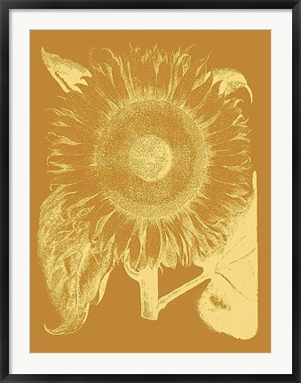 Framed Sunflower 20 Print