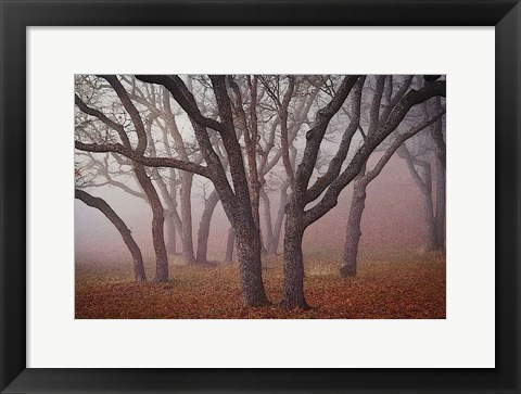 Framed Pilot Road Trees Print