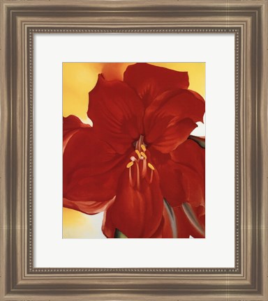 Framed Red Amaryllis, 1937 Print