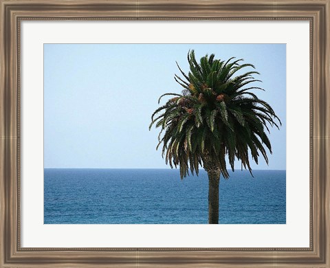 Framed Palm at Moonlight Beach Print