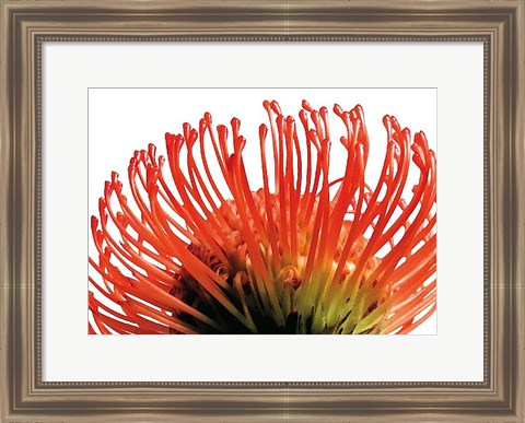 Framed Orange Protea 2 Print