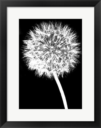 Framed Dandelion Print