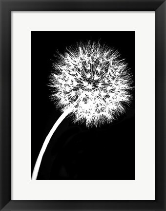 Framed Dandelion Tilt Print