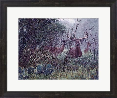 Framed Lone Star Whitetail Print