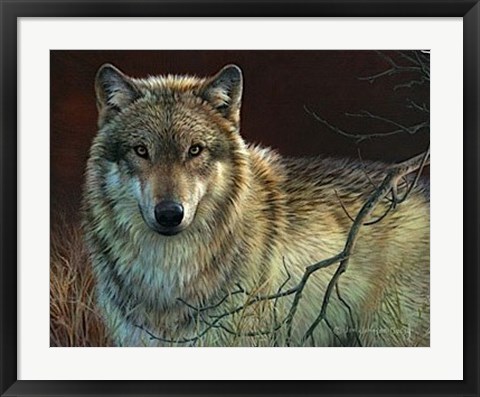 Framed Uninterrupted Stare- Gray Wolf Print