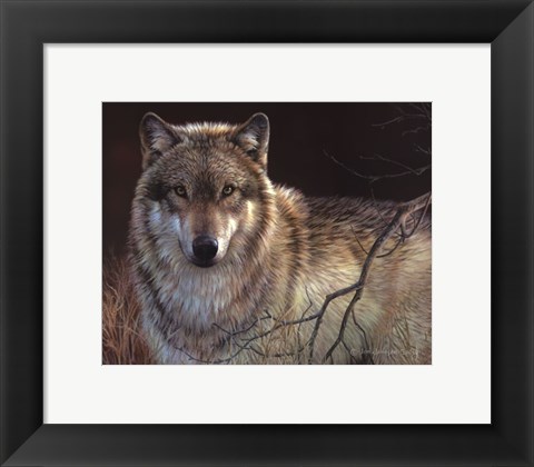 Framed Uninterrupted Stare- Gray Wolf Print