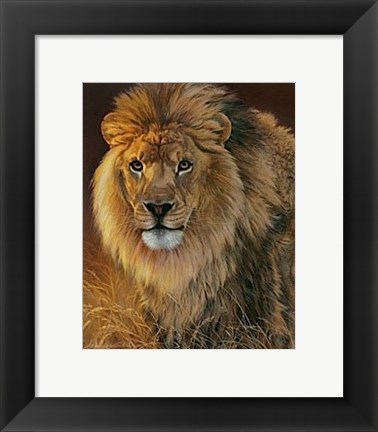 Framed Power and Presence- African Lion Print