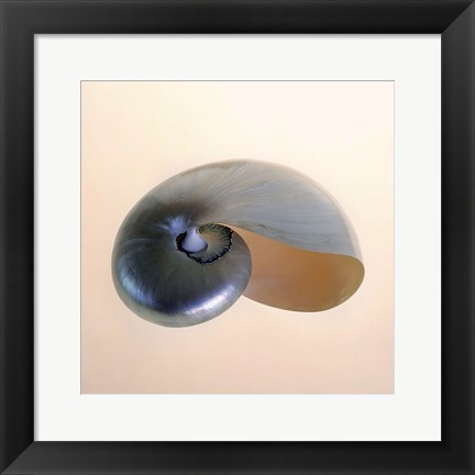 Framed Polished Nautilus Print