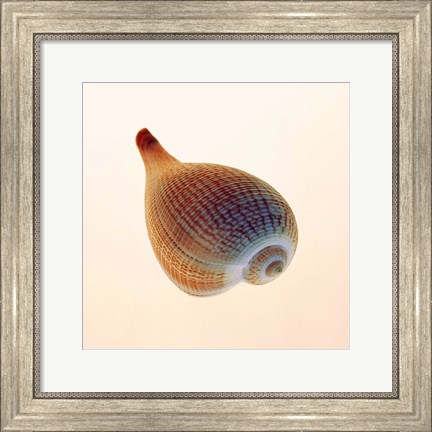 Framed Fig Shell Print