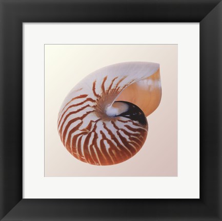 Framed Nautilus Print