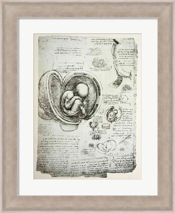 Framed Human Fetus in the Womb Print