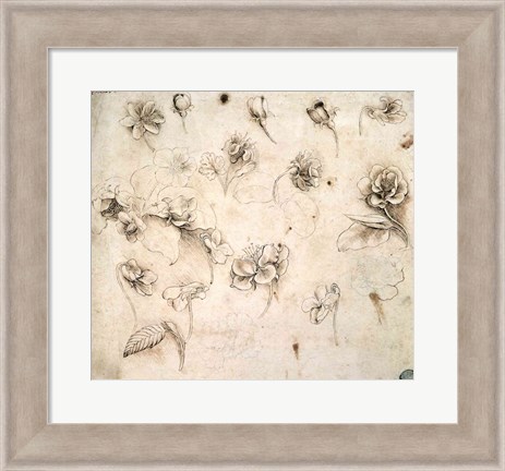 Framed Study of the Flowers of Grass-like Plants Print