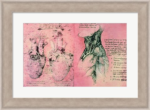 Framed Anatomical drawing of hearts and blood vessels Print