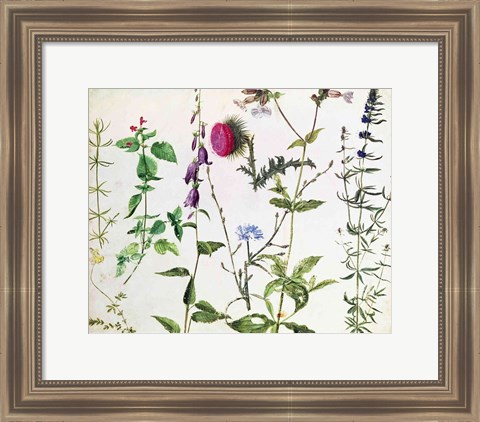Framed Eight Studies of Wild Flowers Print
