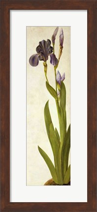 Framed Iris Print