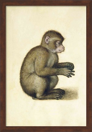 Framed Monkey Print