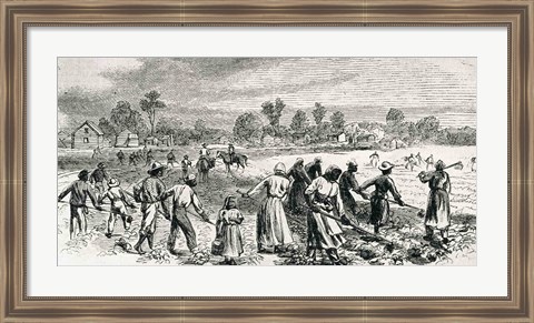 Framed Labour in the Cotton Fields, Hoeing the Young Plants Print