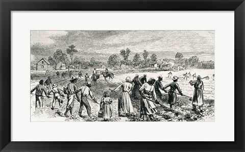 Framed Labour in the Cotton Fields, Hoeing the Young Plants Print