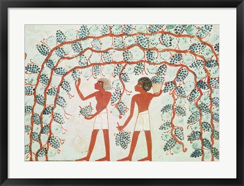 Framed Picking grapes, from the Tomb of Nakht Print