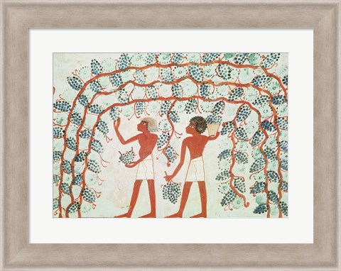 Framed Picking grapes, from the Tomb of Nakht Print