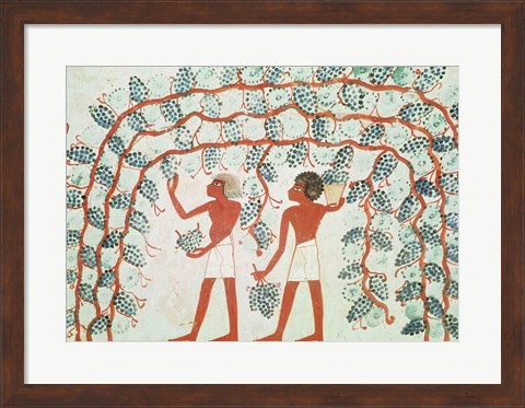 Framed Picking grapes, from the Tomb of Nakht Print