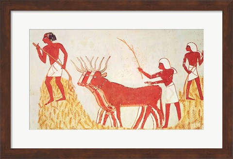 Framed Using cows to trample wheat, from the Tomb of Menna Print