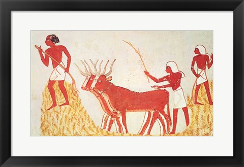 Framed Using cows to trample wheat, from the Tomb of Menna Print