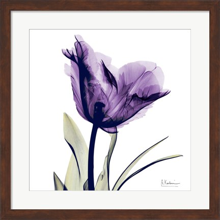 Framed X-ray Royal Purple Parrot Tulip Print