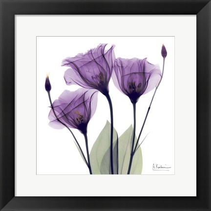 Framed X-ray Royal Purple Gentian Print