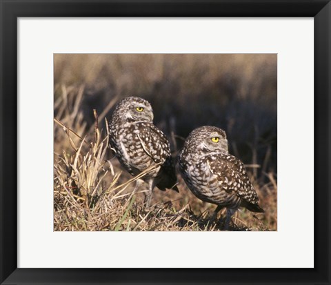 Framed Two Burrowing Owls Print