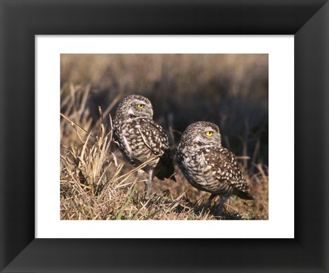 Framed Two Burrowing Owls Print