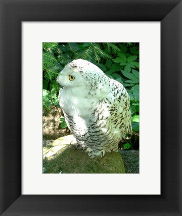 Framed Snowy Owl photo Print